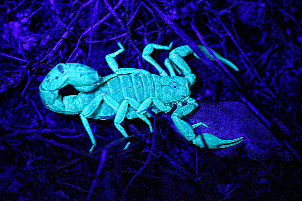 can scorpions see in the dark