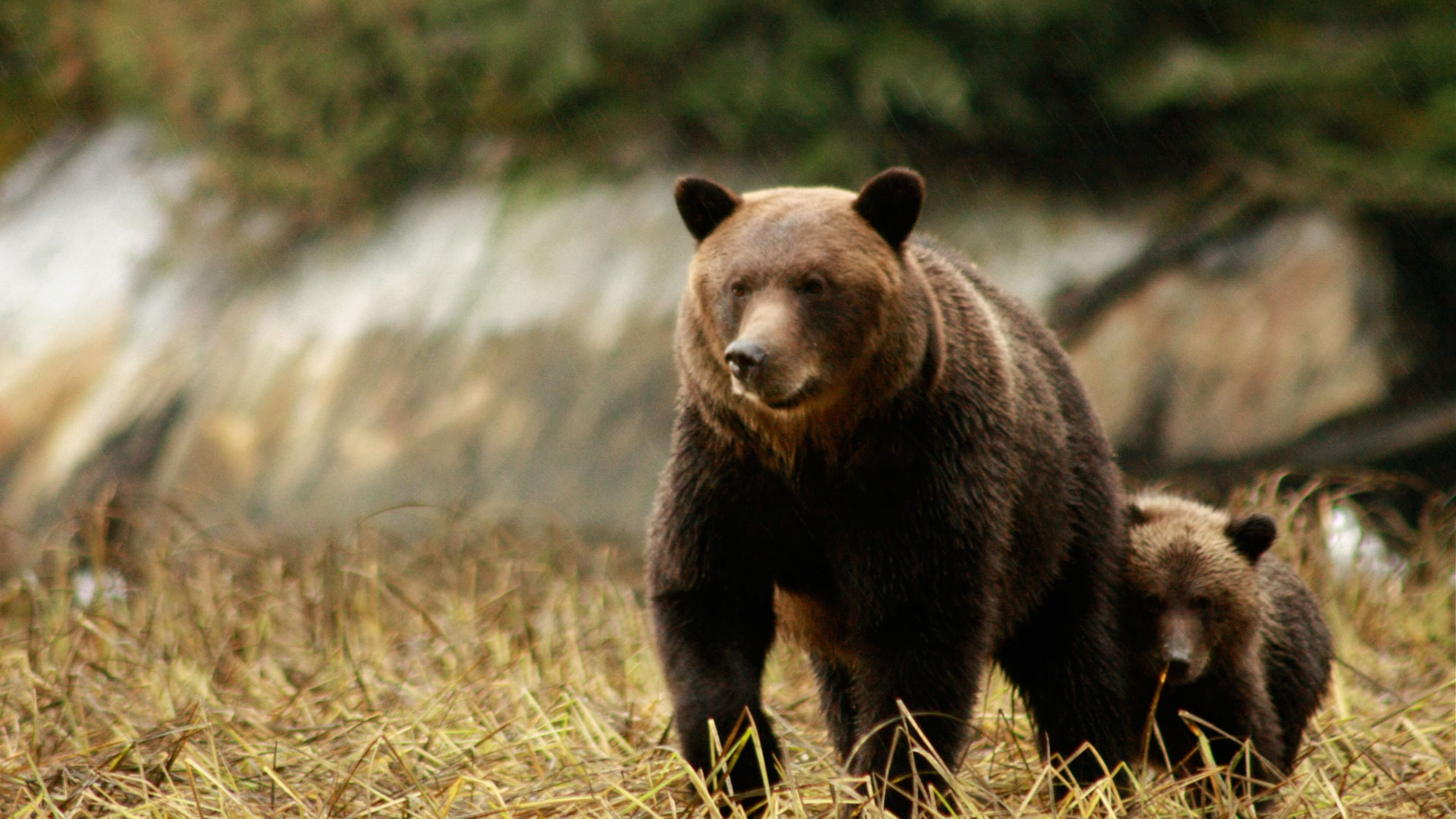 Amazing Wildlife Awaits In Canada